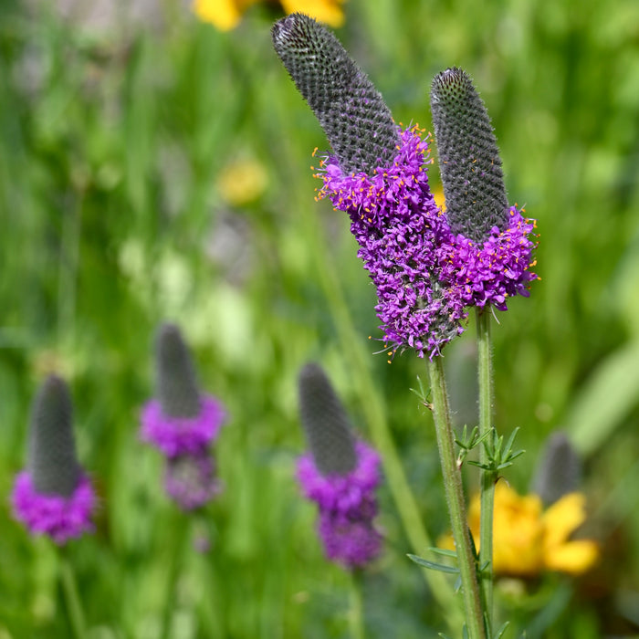 Purple Prairie Clover (Dalea purpurea) 1 GAL