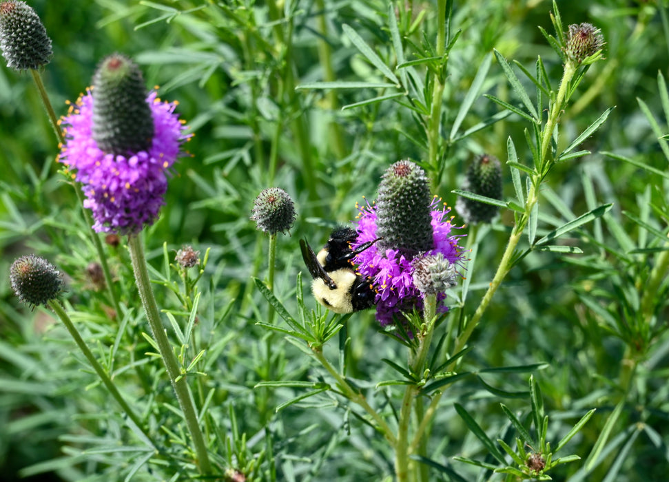 Purple Prairie Clover (Dalea purpurea) 1 GAL