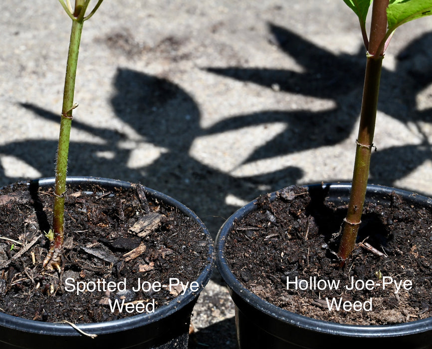 Spotted Joe-pye Weed (Eutrochium maculatum) 1 GAL