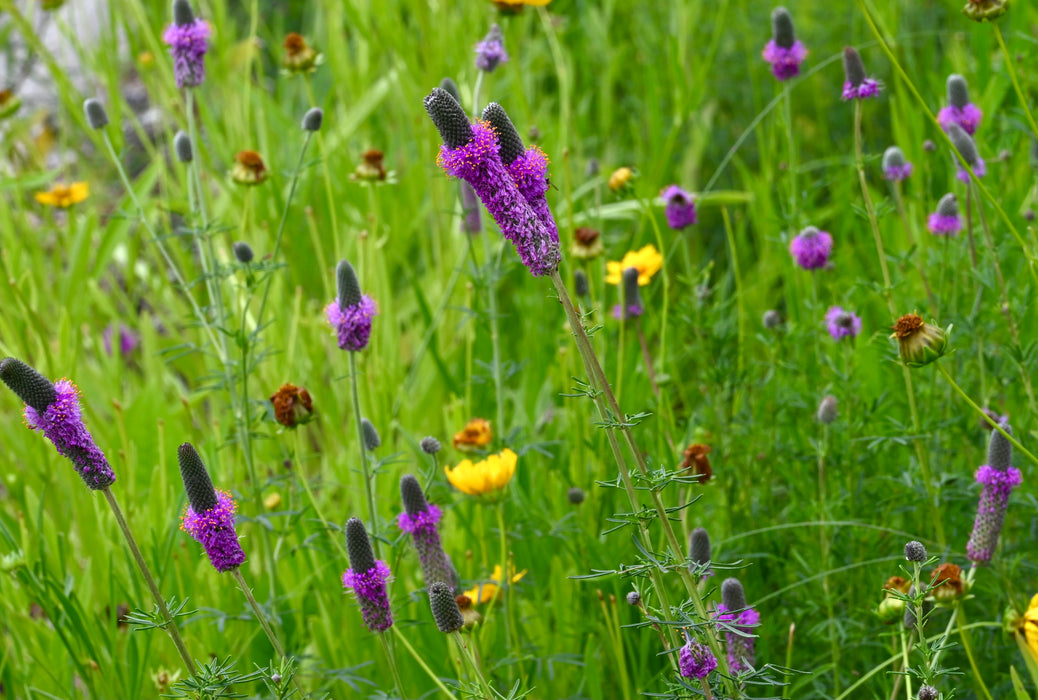 Purple Prairie Clover (Dalea purpurea) 1 GAL