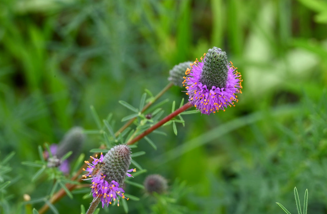 Purple Prairie Clover (Dalea purpurea) 1 GAL