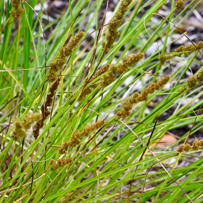 Fox Sedge (Carex vulpinoidea) 2x2x3" Pot