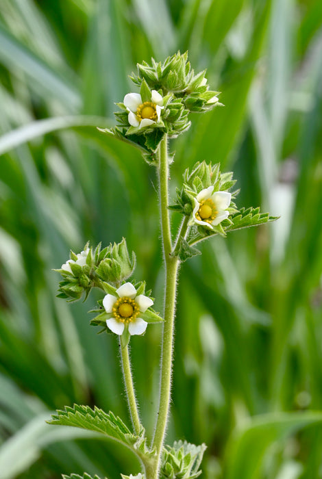 Prairie Cinquefoil (Drymocallis arguta) 2x2x3" Pot