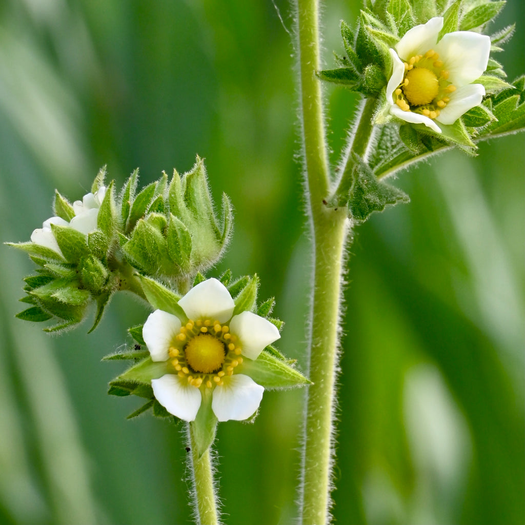 Prairie Cinquefoil (Drymocallis arguta) 2x2x3