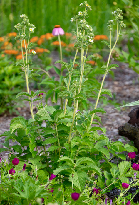 Prairie Cinquefoil (Drymocallis arguta) 2x2x3" Pot