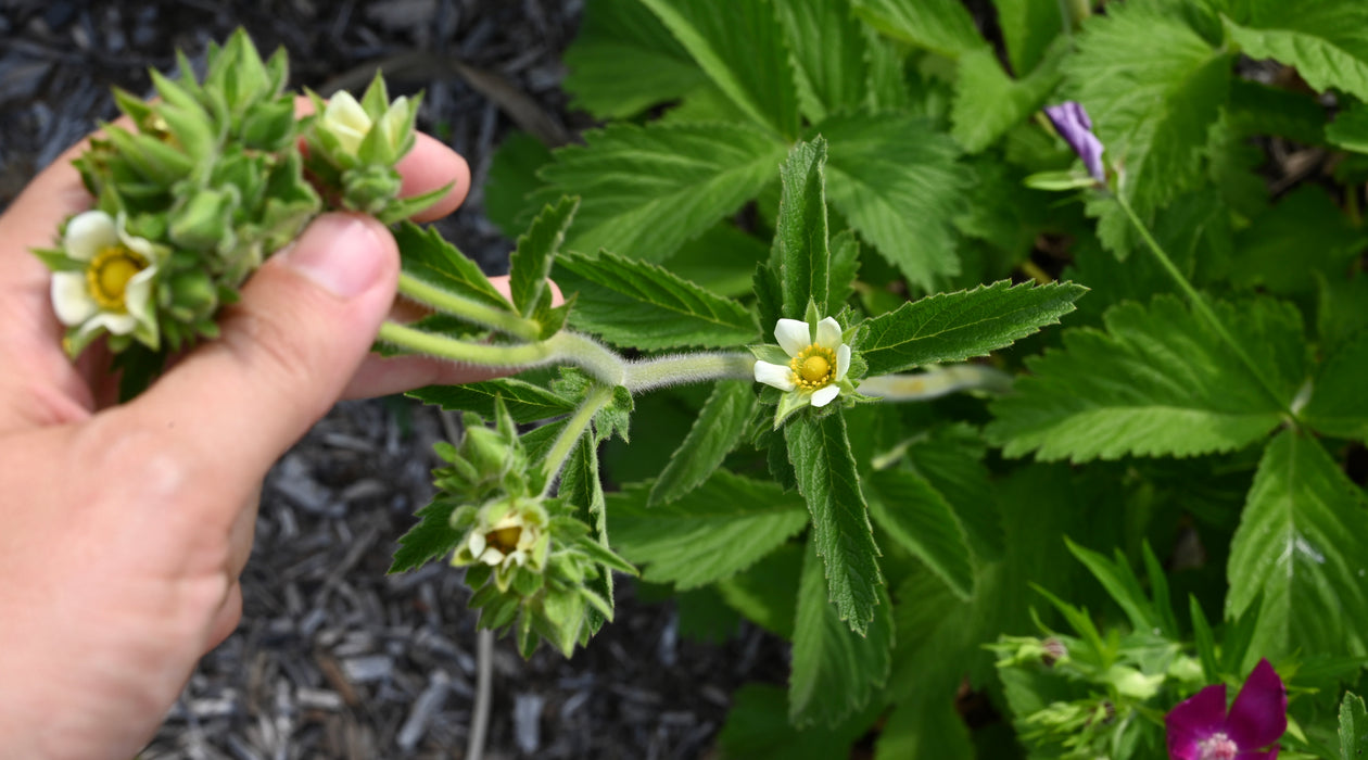 Prairie Cinquefoil (Drymocallis arguta) 2x2x3" Pot