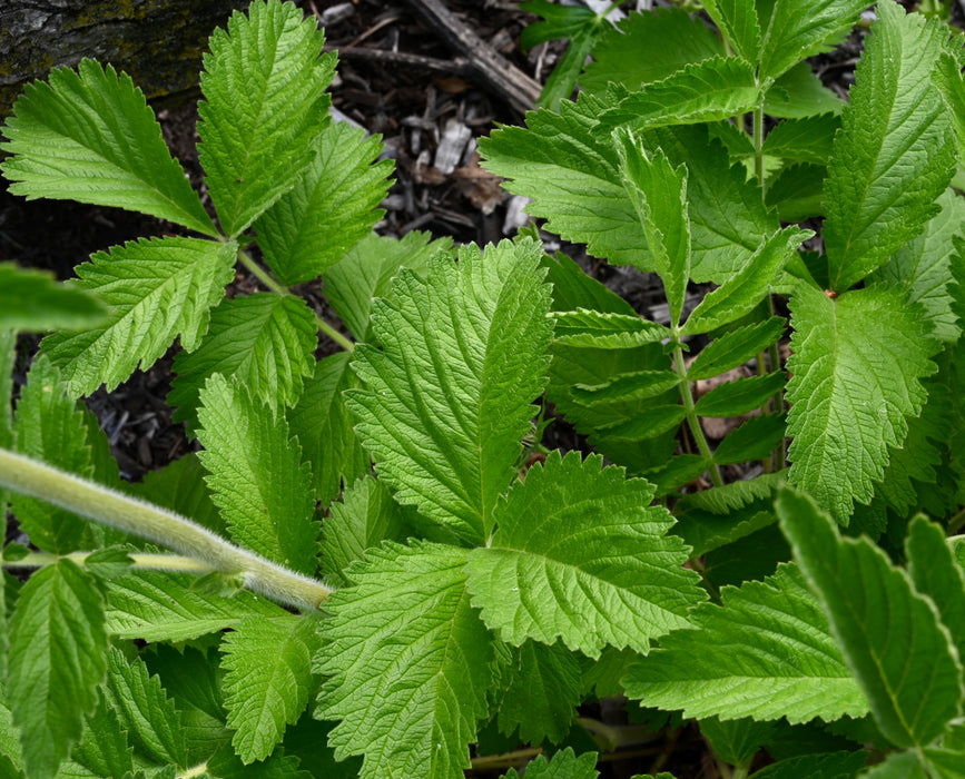 Prairie Cinquefoil (Drymocallis arguta) 2x2x3" Pot