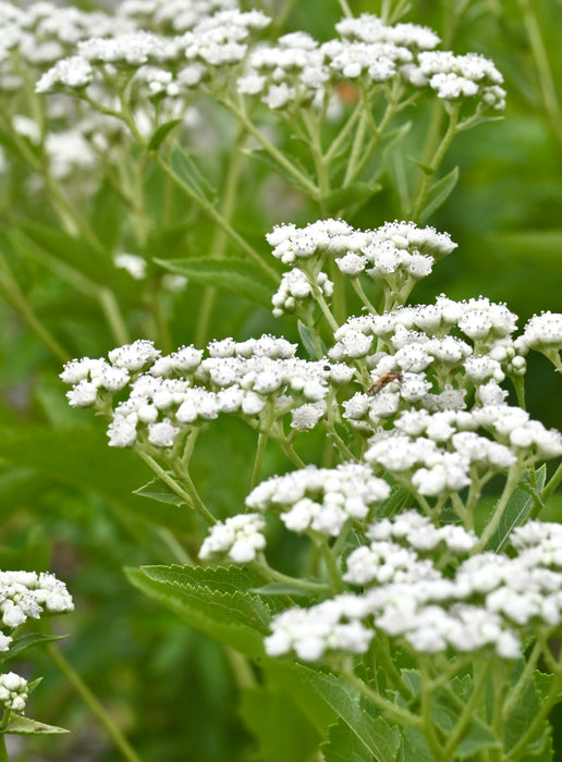 Wild Quinine (Parthenium integrifolium) 2x2x3" Pot