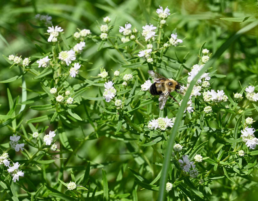 Narrowleaf Mountain Mint (Pycnanthemum tenuifolium) 2x2x3" Pot