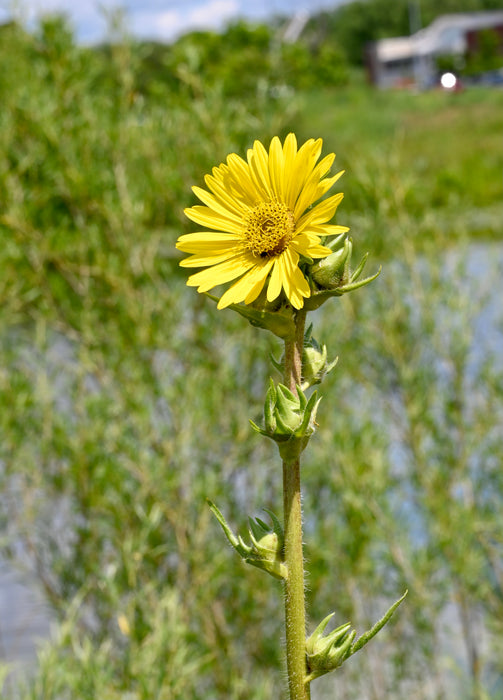 compass plant seed Compass Plant (Silphium laciniatum) 2x2x3" Pot — Native Plants Unlimited LLC