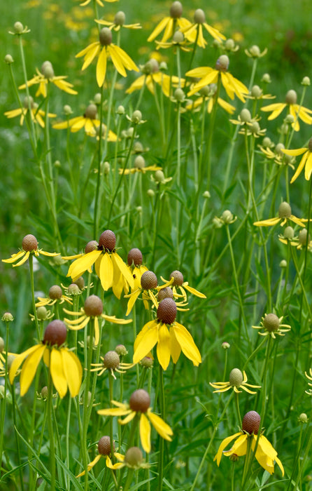 Yellow Coneflower (Ratibida pinnata) 1 GAL