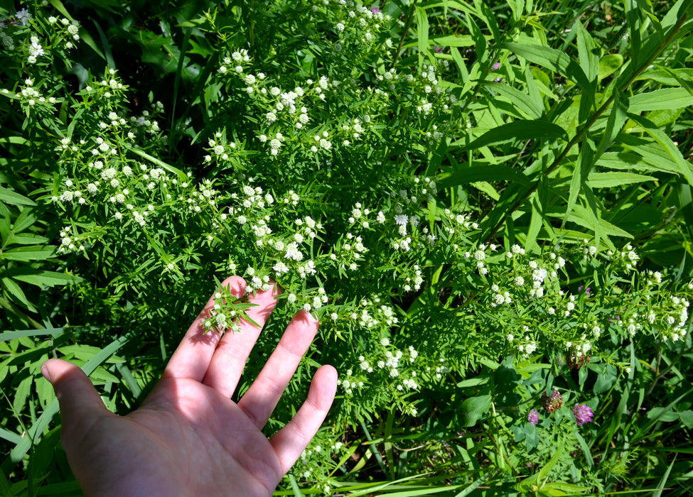 Narrowleaf Mountain Mint (Pycnanthemum tenuifolium) 2x2x3" Pot