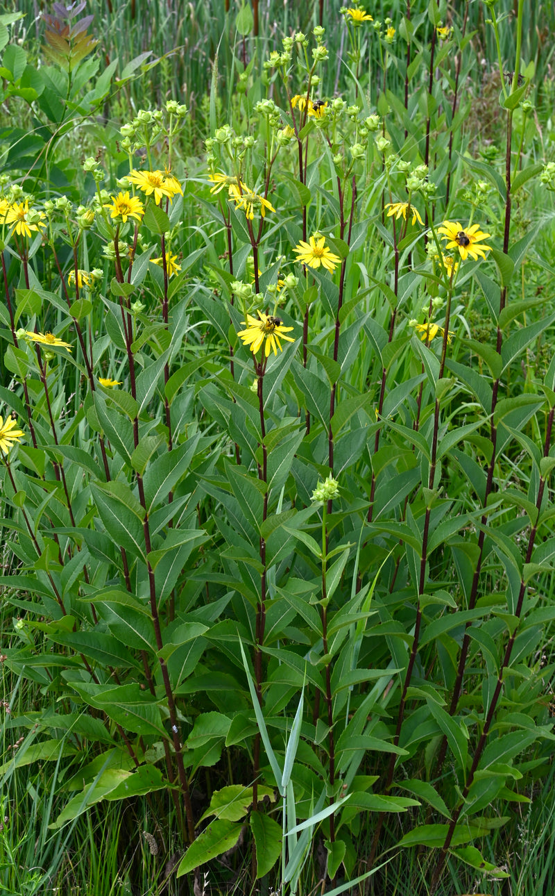 Rosinweed (Silphium integrifolium)