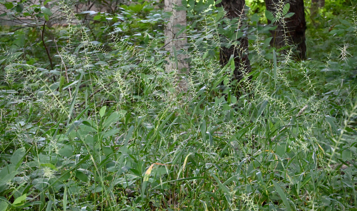 Bottlebrush Grass (Elymus hystrix) 2x2x3" Pot