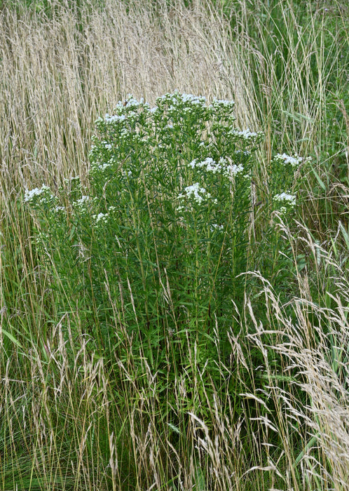 Narrowleaf Mountain Mint (Pycnanthemum tenuifolium) 2x2x3" Pot