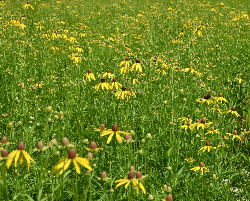 Yellow Coneflower (Ratibida pinnata) 1 GAL