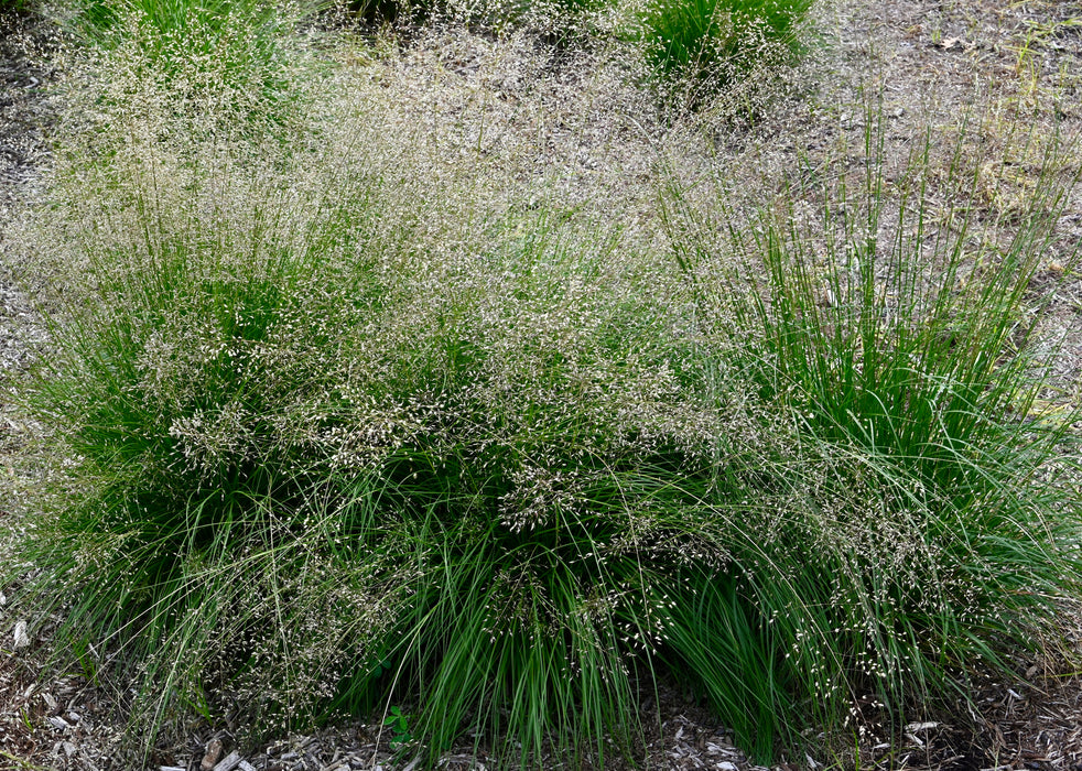 Prairie Dropseed (Sporobolus heterolepis) 2x2x3" Pot