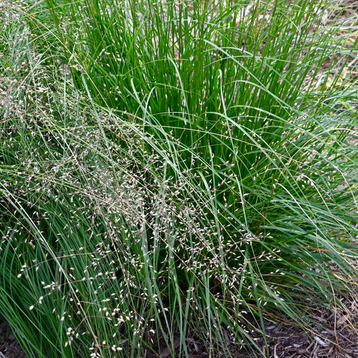 Prairie Dropseed (Sporobolus heterolepis) 2x2x3" Pot