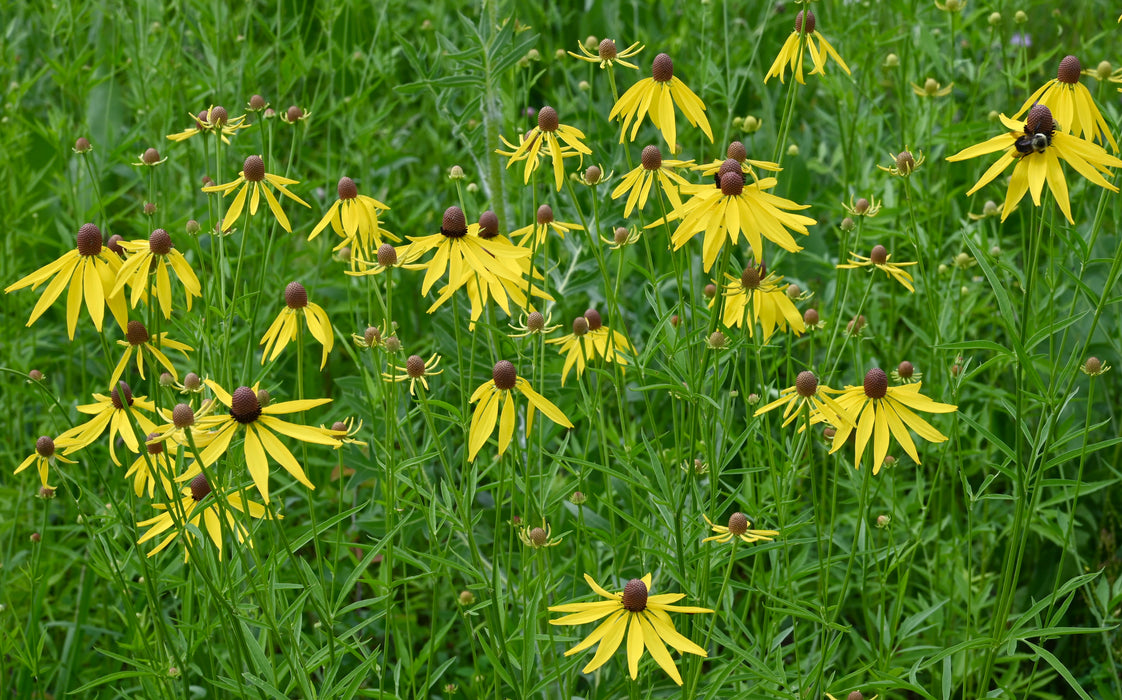 Yellow Coneflower (Ratibida pinnata) 1 GAL