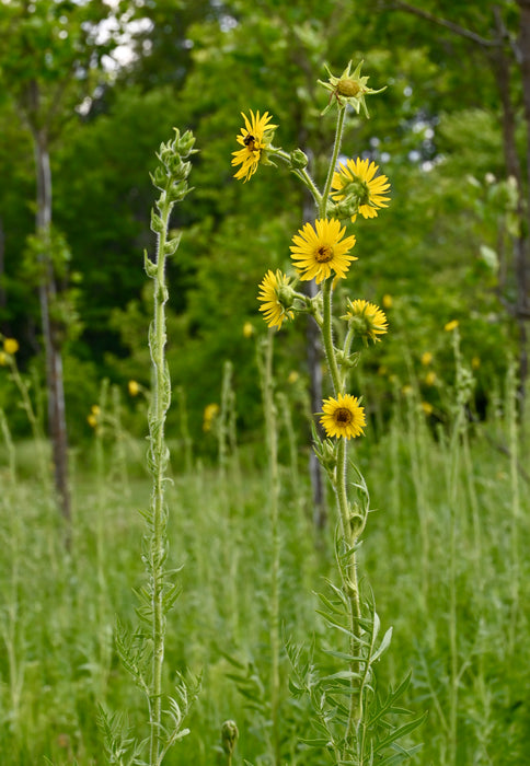 compass plant seed Compass Plant (Silphium laciniatum) 2x2x3" Pot — Native Plants Unlimited LLC
