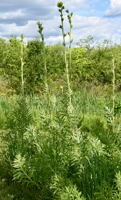 Compass Plant (Silphium laciniatum) 2x2x3" Pot