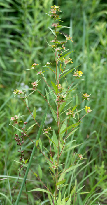 Seedbox (Ludwigia alternifolia)