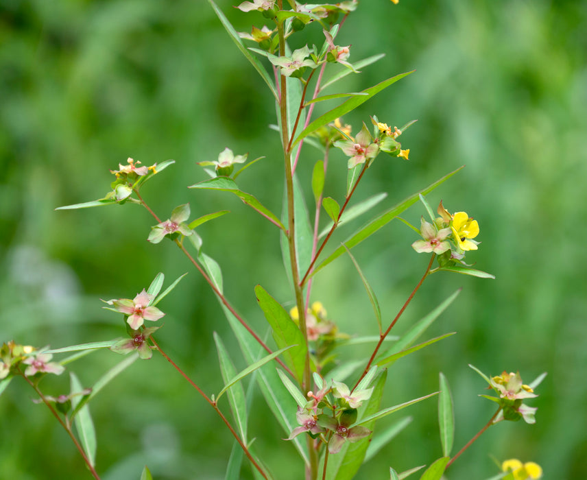Seedbox (Ludwigia alternifolia)