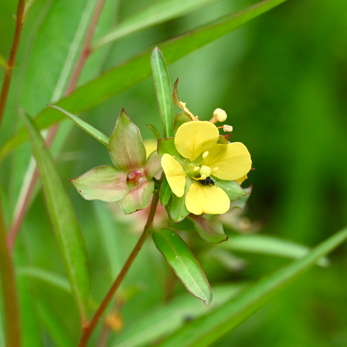 Seedbox (Ludwigia alternifolia)