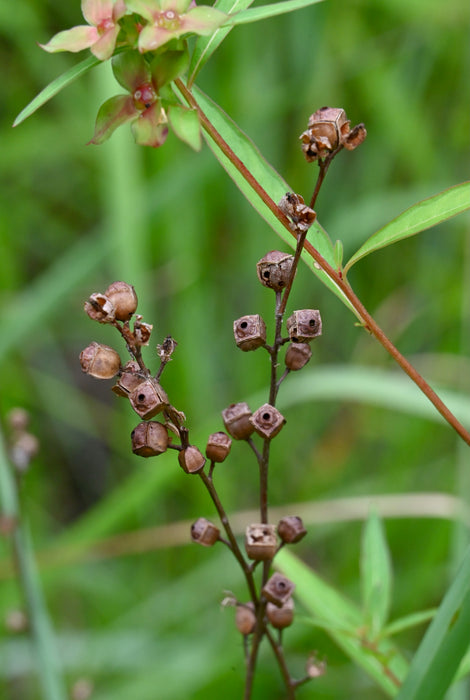 Seedbox (Ludwigia alternifolia)