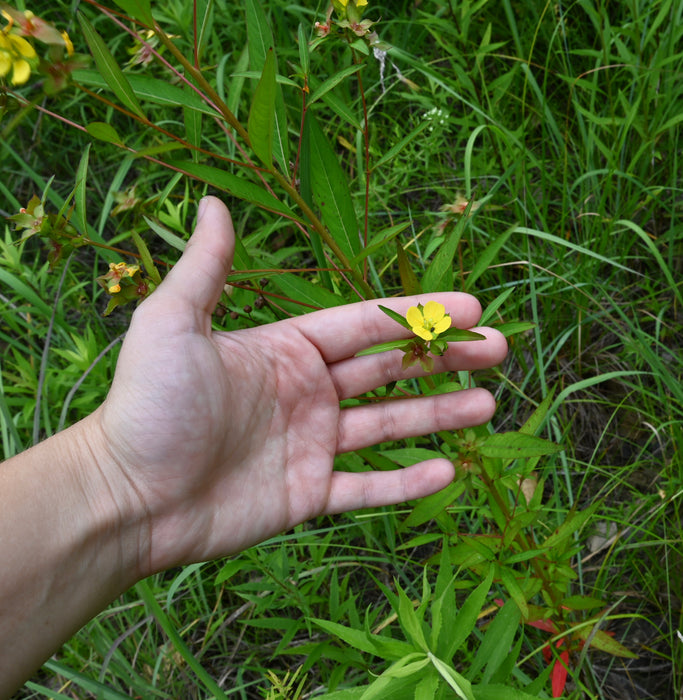 Seedbox (Ludwigia alternifolia)