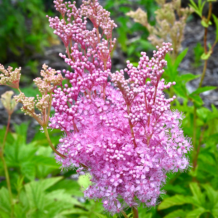 Queen of the Prairie (Filipendula rubra) 2x2x3" Pot