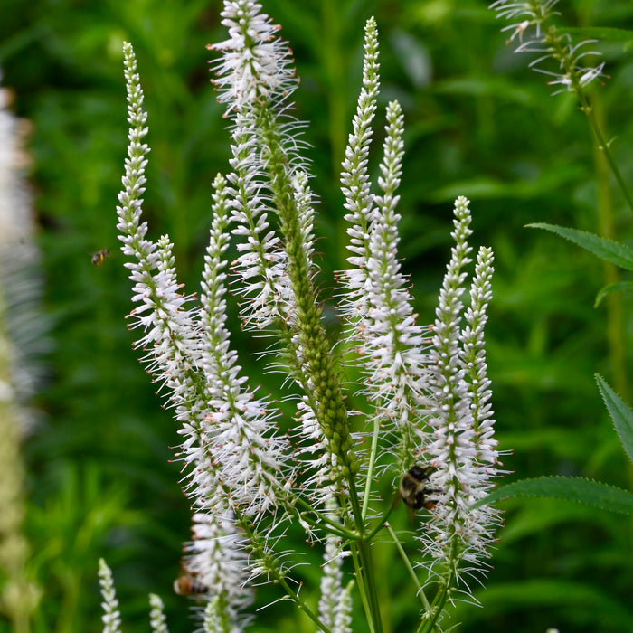 Culver's Root (Veronicastrum virginicum) 2x2x3" Pot