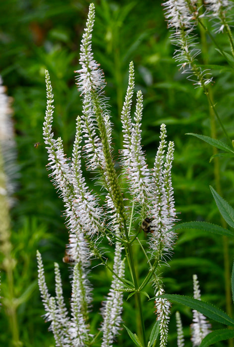 Culver's Root (Veronicastrum virginicum) 2x2x3" Pot