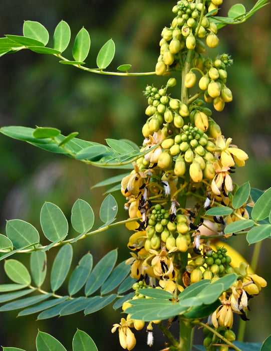 Wild Senna (Senna hebecarpa) 2x2x3" Pot