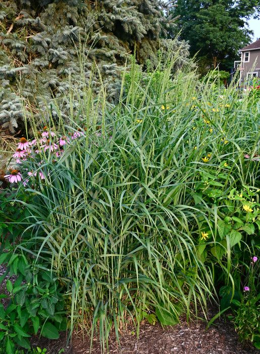 Switch Grass (Panicum virgatum) 2x2x3" Pot