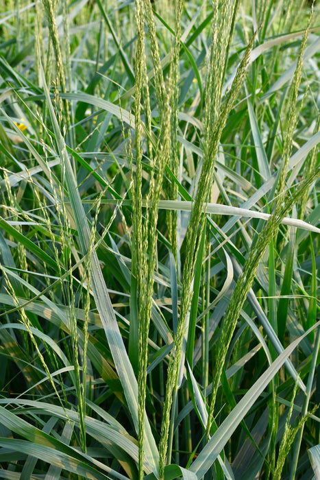 Switch Grass (Panicum virgatum) 2x2x3" Pot