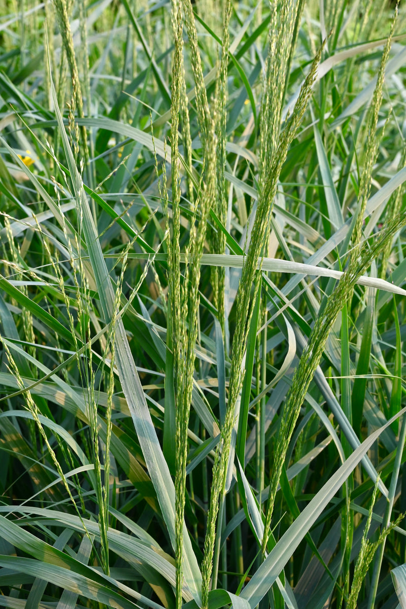Switch Grass (Panicum virgatum)