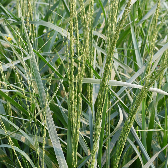 Switch Grass (Panicum virgatum) 2x2x3" Pot