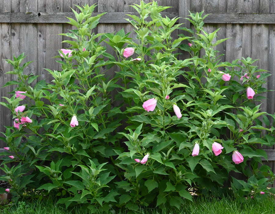 Swamp Rose Mallow (Hibiscus moscheutos) 2x2x3" Pot