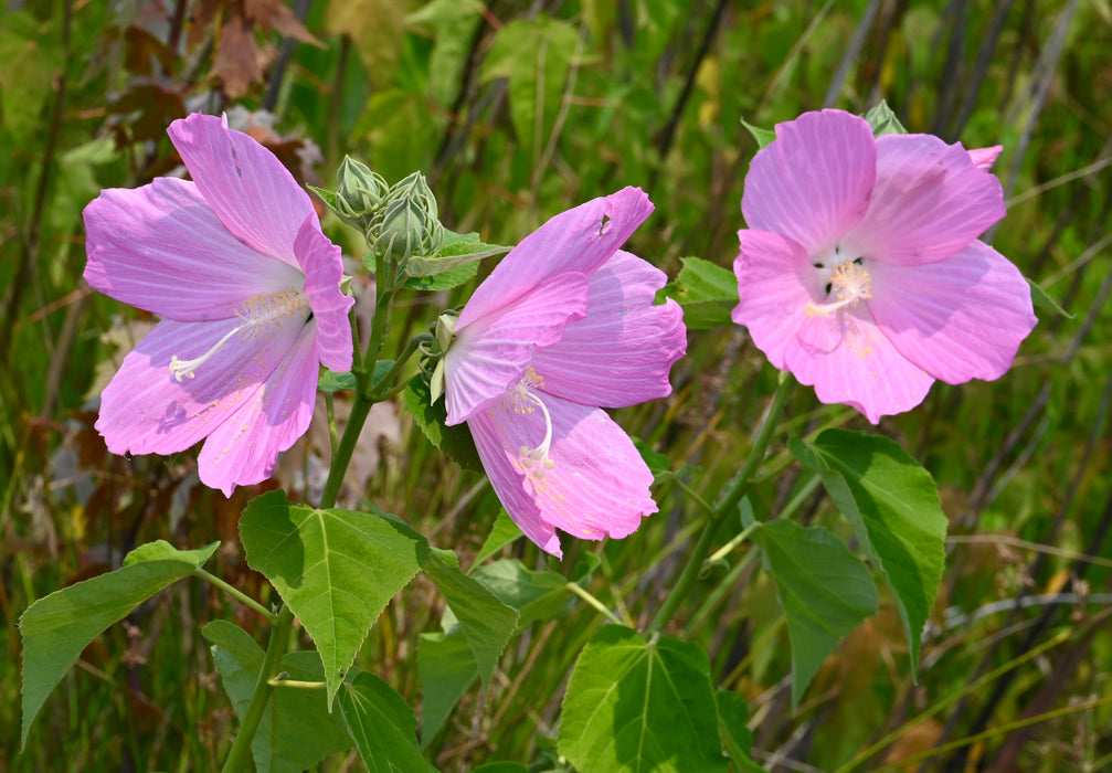 Swamp Rose Mallow (Hibiscus moscheutos) 2x2x3" Pot