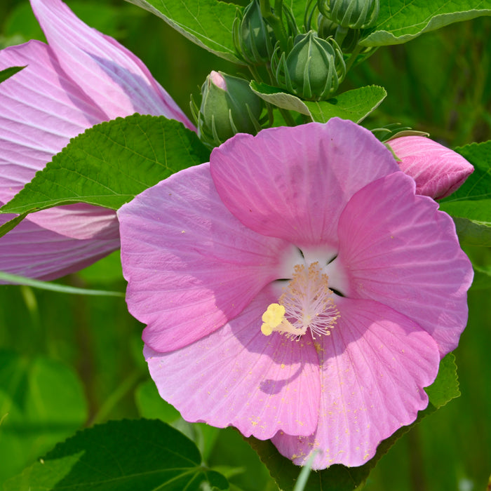 Swamp Rose Mallow (Hibiscus moscheutos) 2x2x3" Pot