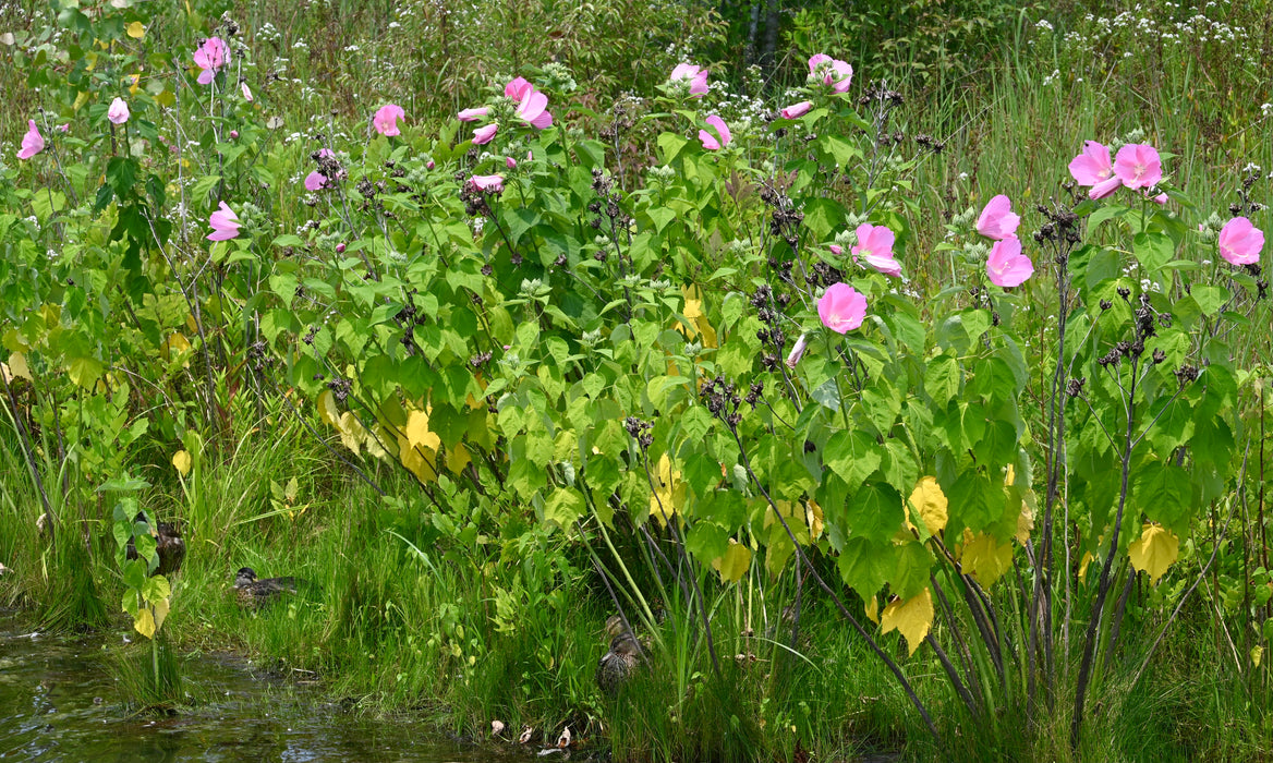 Swamp Rose Mallow (Hibiscus moscheutos) 2x2x3" Pot