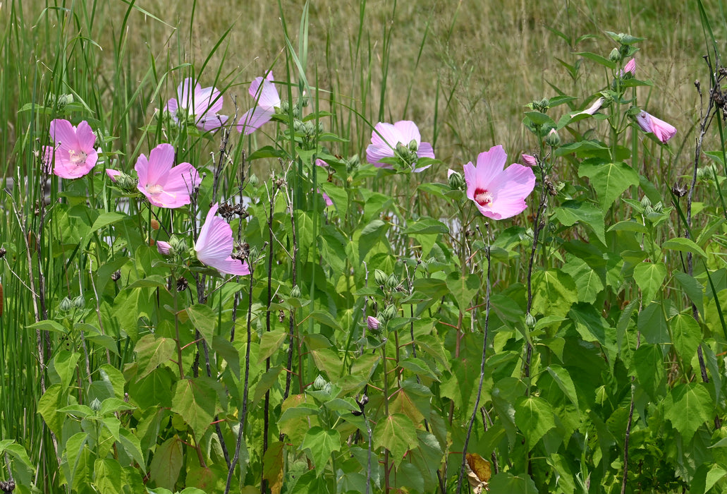 Swamp Rose Mallow (Hibiscus moscheutos) 2x2x3" Pot