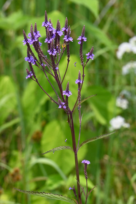 Blue Vervain (Verbena hastata) 2x2x3" Pot