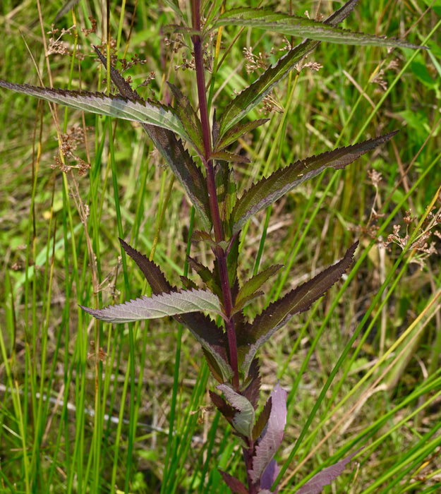 Blue Vervain (Verbena hastata) 2x2x3" Pot