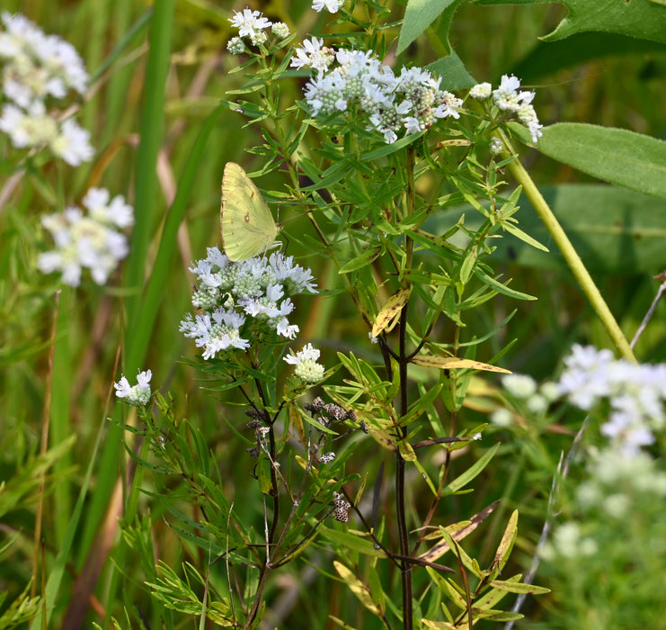 Narrowleaf Mountain Mint (Pycnanthemum tenuifolium) 2x2x3" Pot