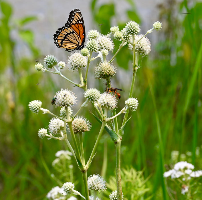 Rattlesnake Master (Eryngium yuccifolium) 2x2x3" Pot