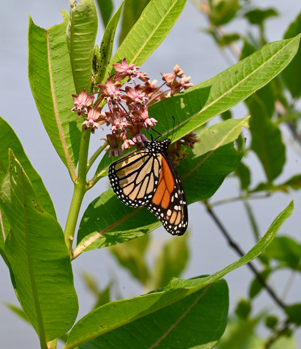 Sullivant's Milkweed (Asclepias sullivantii) 2x2x3" Pot