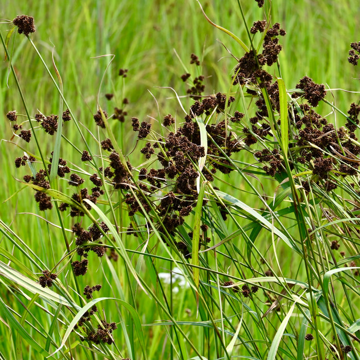 Dark Green Bulrush (Scirpus atrovirens) 2x2x3" Pot