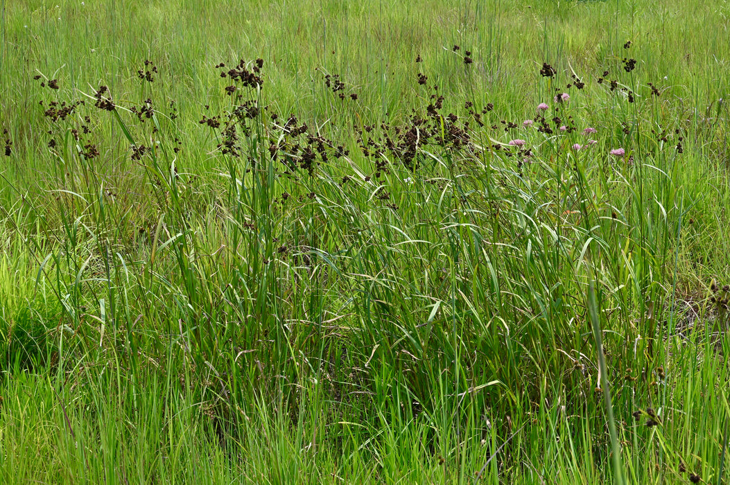 Dark Green Bulrush (Scirpus atrovirens) 2x2x3" Pot